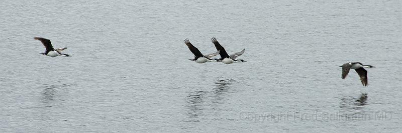 20071217 131056 D2X (193) 4200x1400.jpg - Birds in Flight, Laguna San Rafael